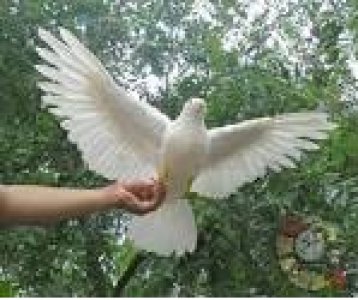 wing sspread.jpg