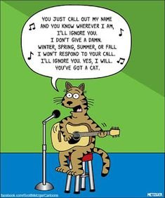 cattitude.jpg