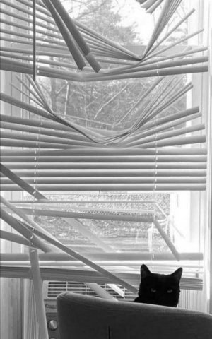 cattitude bk.jpg