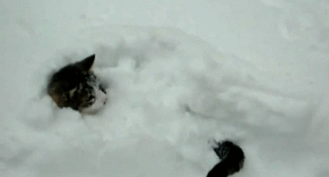 snow kitty .gif