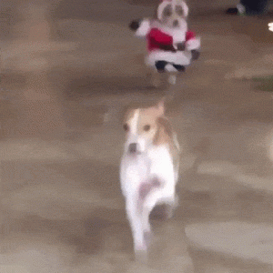 santa dog .gif