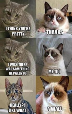cattitude2.jpg
