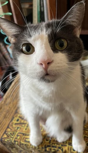 KITTY2.jpg KITTY2.jpg