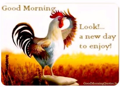 Good Morning Hen..jpg