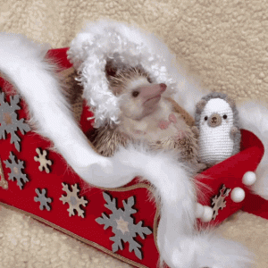 hedgehog.gif