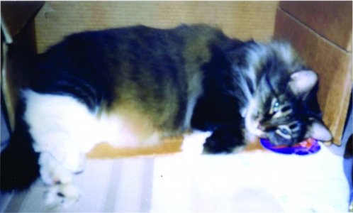 Stella in box.jpg