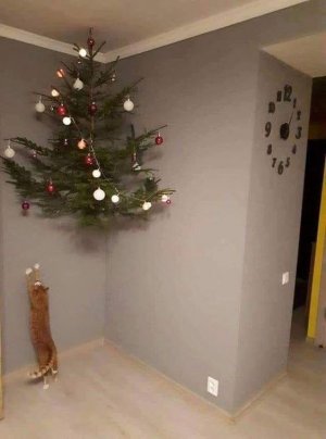 cattitude4.jpg