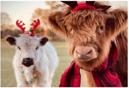 Coos Xmas..jpg