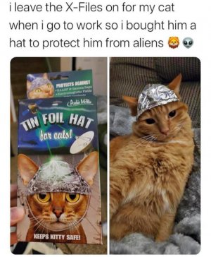 tinhat-cat.jpeg