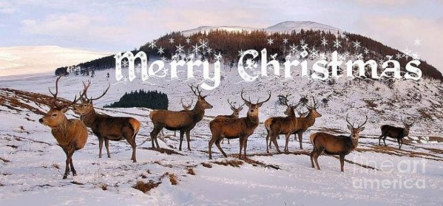the-gathering-merry-christmas-john-kelly.jpg