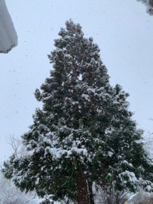 snow 6.jpg