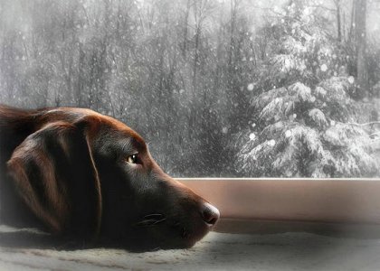 dreamin-of-a-white-christmas-lori-deiter.jpg
