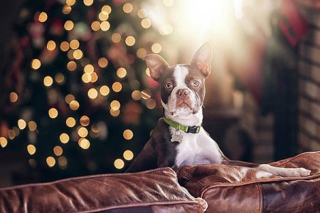 portrait-of-boston-terrier-on-sofa-in-front-of-christmas-tree-rebecca-nelson.jpg
