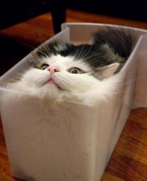 cattitude face.jpg