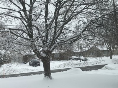 Snow In The Maple.jpg
