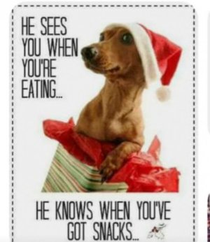 dogseesyou.jpg