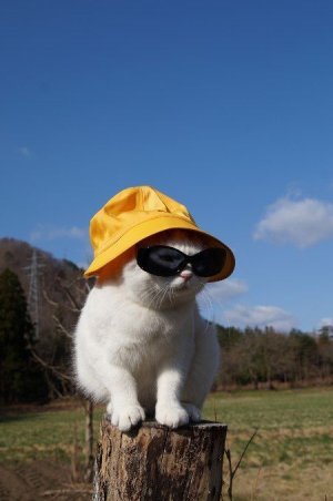 cattitude old salt.jpg