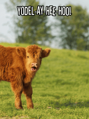 cow yodel..gif