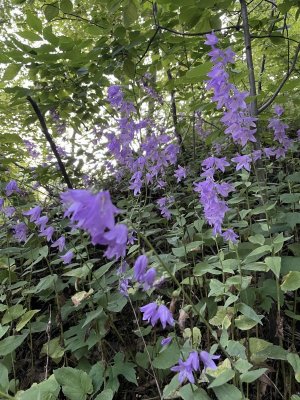 IMG_0711.jpeg