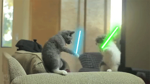 lightsabercats.gif