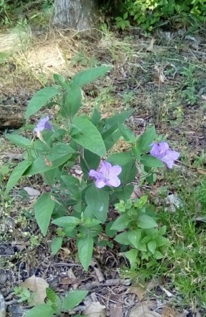 2023-06-02 Spiderwart.jpg