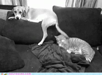 cute-animals-tolerance.gif