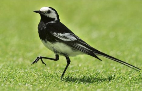 Wagtail @.jpg