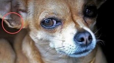 doghenryspocket.jpg