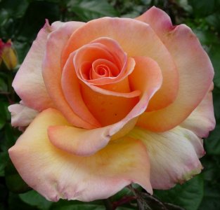 rose in peach.jpg