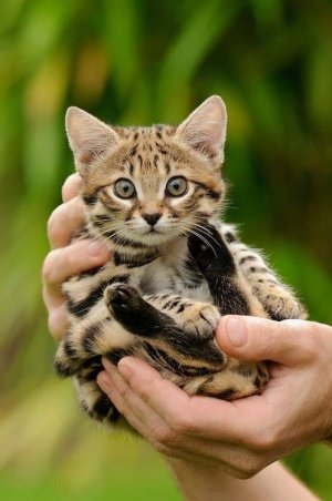 kitten.jpg