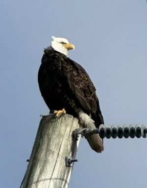 IMG_4654.jpeg