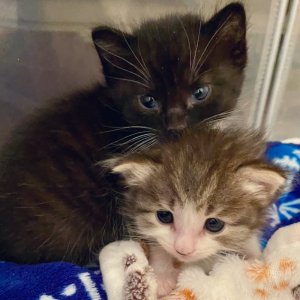 cat kittens 9.jpg