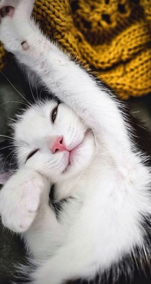 2c8a7c5eaeb47d56ee0eafcffebb299e.jpg