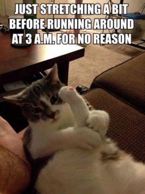 cat.pg.jpeg