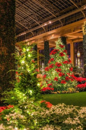 christmasgardenbeauty.jpg