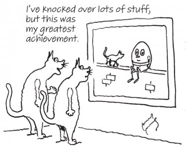 catbragging.jpg