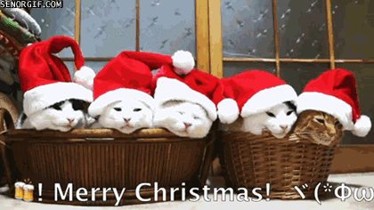 basket cats .gif