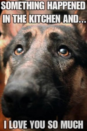 dog cry.jpg
