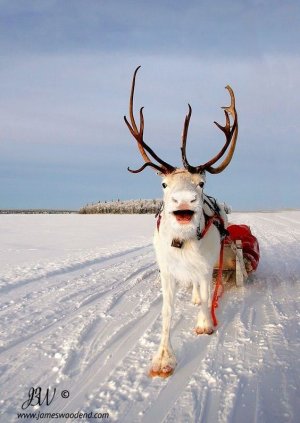 animal1.jpg