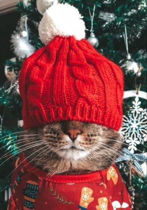 48d23896287292ce978e02aff20a5099[1].jpg