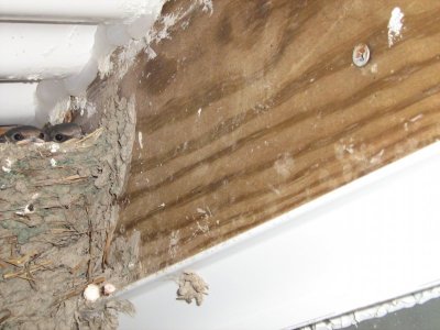 barn swallow babies.jpg