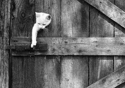 cattitude gate.jpg