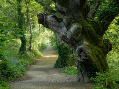 heligan garden 7.jpg