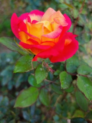 sunset rose.jpg