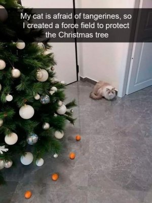 IMG_5740.jpeg