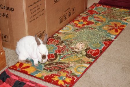 bunnyboy.JPG