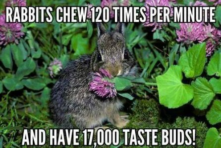 chew.jpg