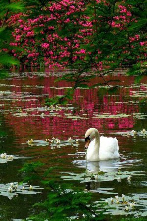 peace swan pond.jpg