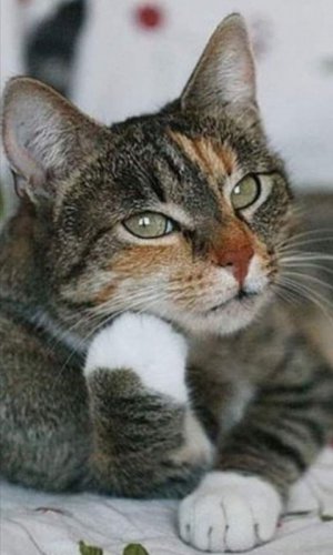 cat palm 4.jpg cat palm 4.jpg