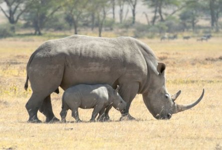 rhino.JPG